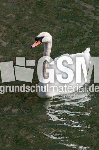 Höckerschwan (11 von 11).jpg